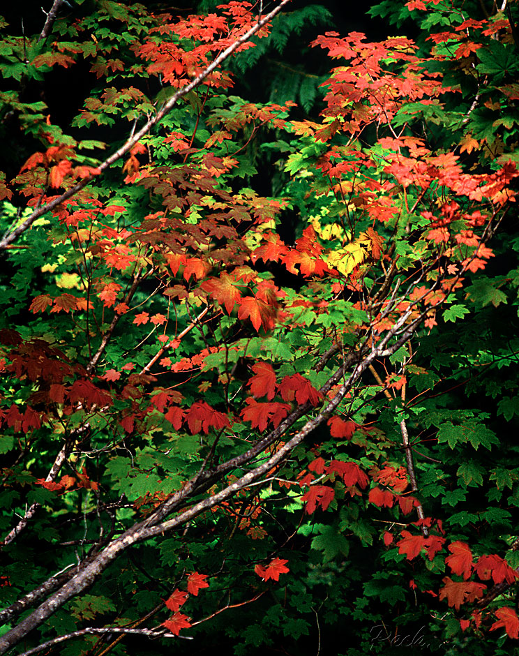 Buy this Vine Maples in Cascade Mountains photograph