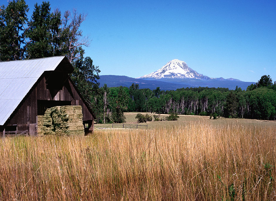 Buy this Farming grass hay under Mt Adams, Washington photograph