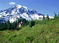 Mt Rainier and wildflowers at Paradise