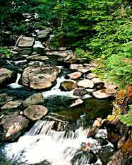 Sunrise Creek part of Rainier National Park