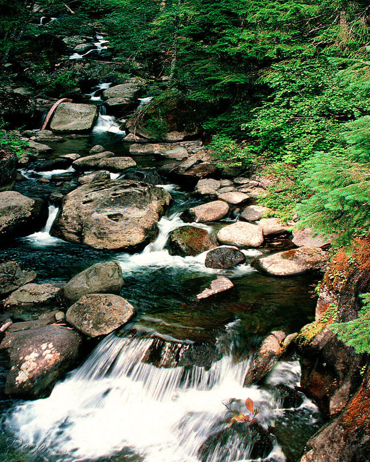 Buy this Sunrise Creek part of Rainier National Park photograph