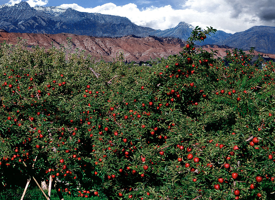Buy this Red apples in a Wenatchee Orchard photograph