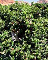 Mexican man peach harvest in Yakima