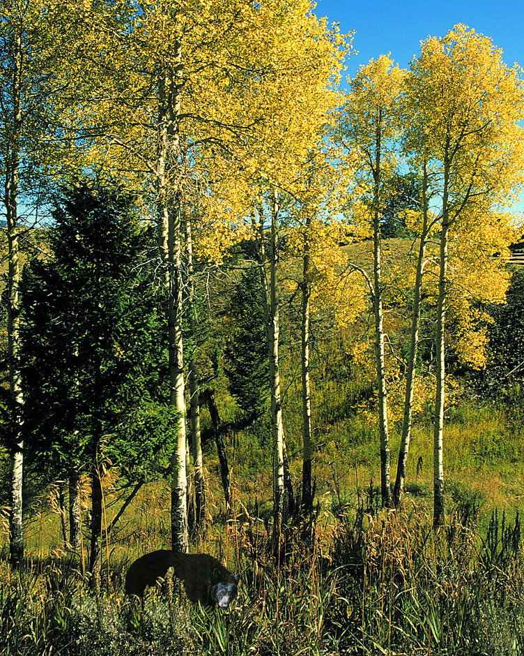 Buy this black bear in aspens at Yellowstone photograph