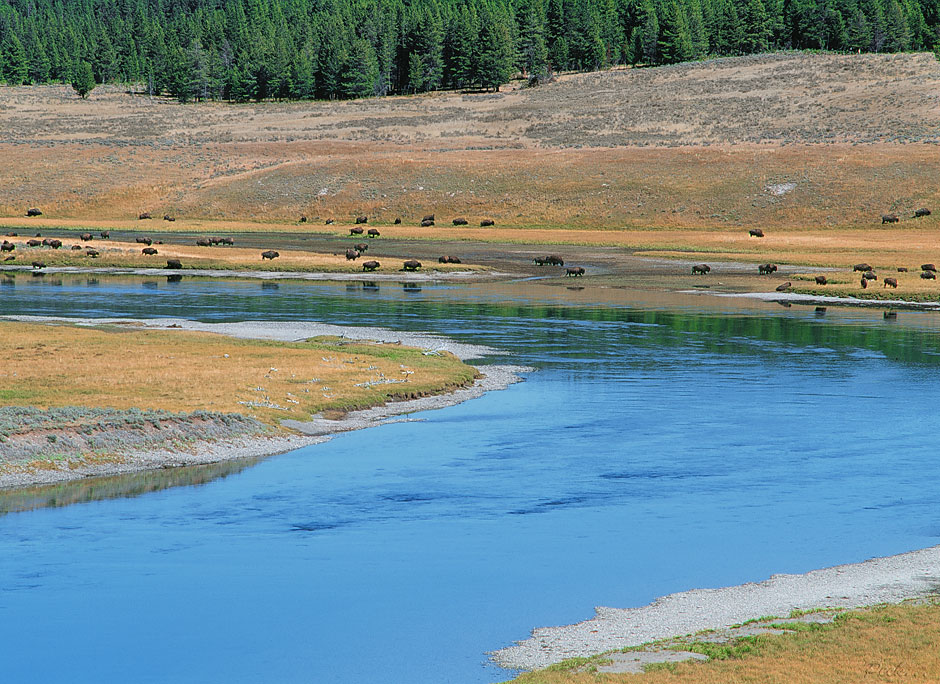 Buy this Buffalo at Yellowstone River photograph