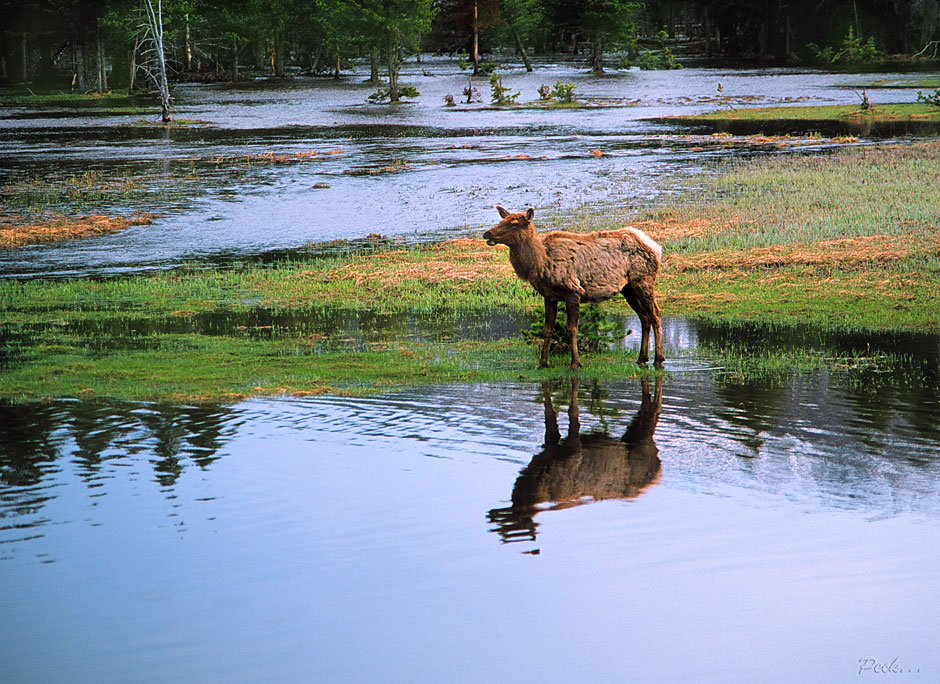 Buy this Yellowstone National Park - elk at Yellowstone photograph
