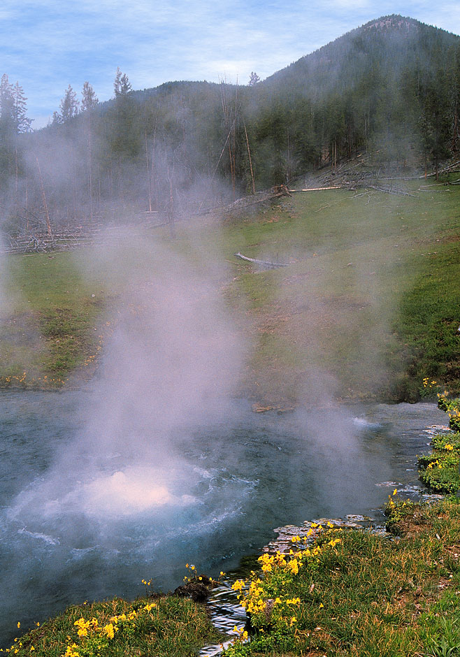 Buy this Geyser steam, yellow flowers, Yellowstone National Park photograph