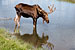 Moose in Chugach Mountains of Alaska