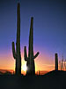 Suguaro Cactus Sunset;red rock of Arizona