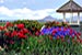 landscape pictures of Skagit Valley agriculture