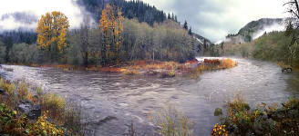 Elk on the Nehalem in Western Oregon's Coast Range
